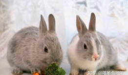 吃瓜巴兔爆料准吗,揭秘事件真相，准确度如何？